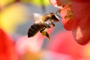 gyüjtő méh