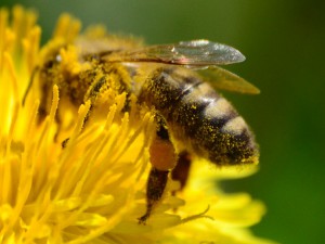 gyüjtő méh pitypangon