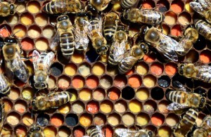 Mehkenyér a méhsejtekben