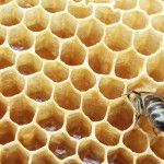 párologtató méh