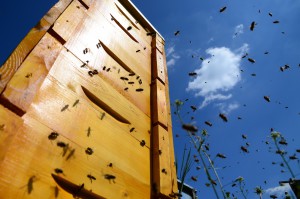 Rajzásnak induló méhek